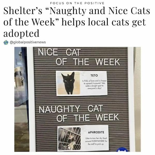 wholesome memes, heartwarming memes, clean memes, Uplifting content, funny pictures, cute animals, mood boosters, internet humor