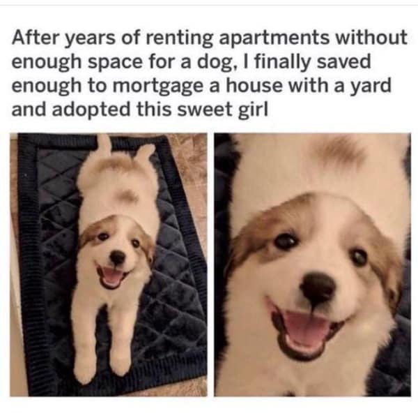 After years of renting apartments without enough space for a dog, I finally saved enough to mortgage a house with a yard and adopted this sweet girl