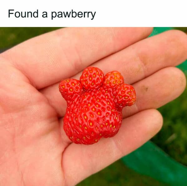 wholesome memes, heartwarming memes, Uplifting memes, Feel-good memes, Random acts of kindness, Humanity restored