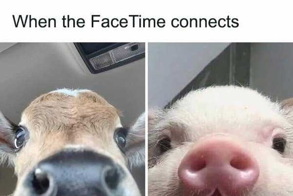 wholesome memes, heartwarming memes, Uplifting memes, Feel-good memes, Random acts of kindness, Humanity restored