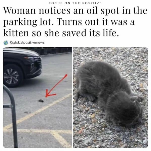 wholesome memes, heartwarming memes, clean memes, Uplifting content, funny pictures, cute animals, mood boosters, internet humor