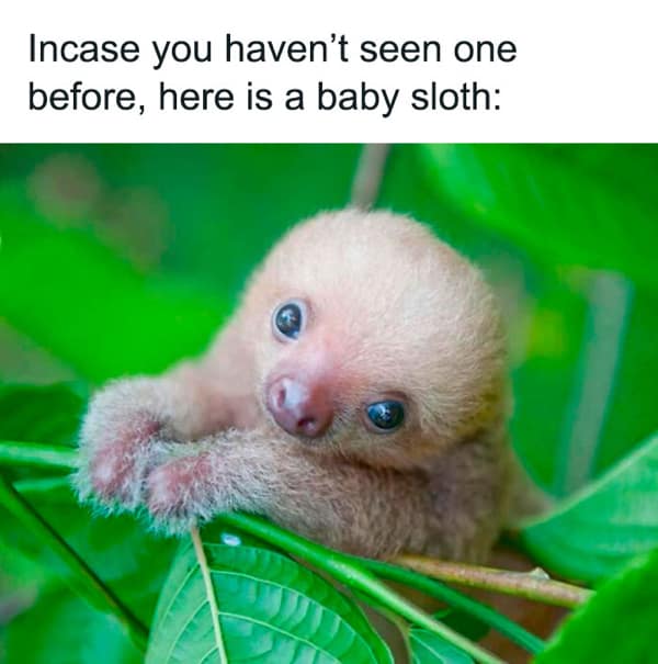 wholesome memes, heartwarming memes, Uplifting memes, Feel-good memes, Random acts of kindness, Humanity restored