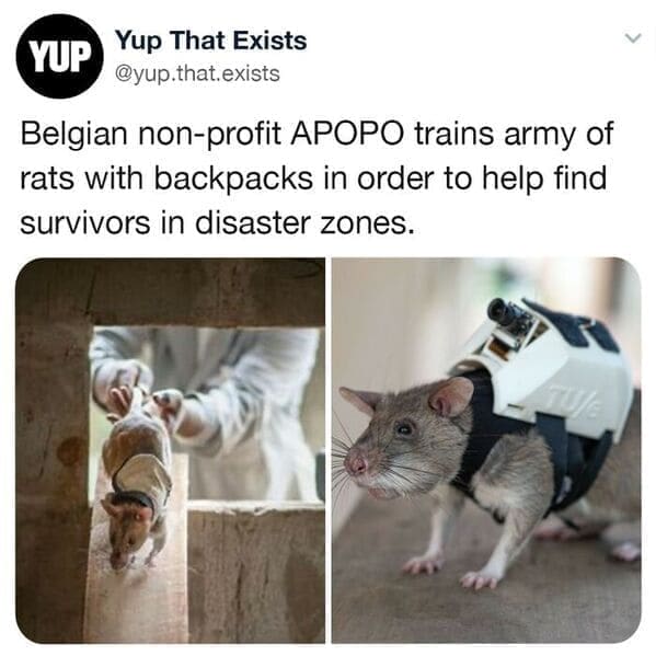 Belgian non-profit APOPO trains army of rats with backpacks in order to help find survivors in disaster zones.