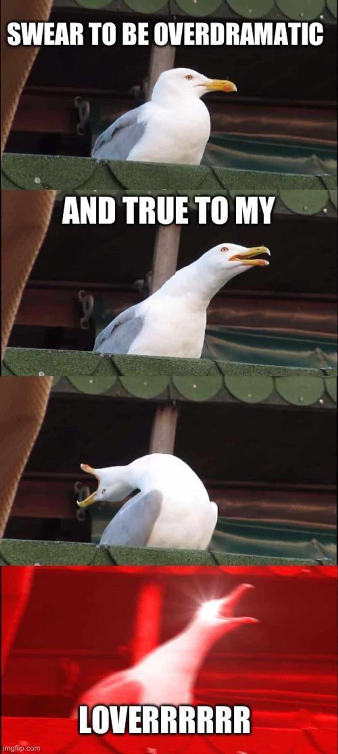 taylor swift memes, swiftie memes