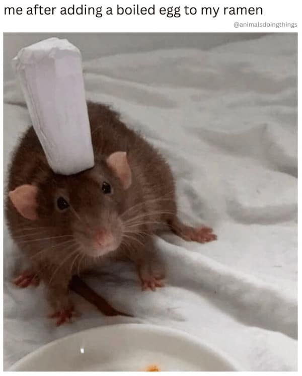 animal memes, pet memes, Funny Animal Pictures, Relatable Pet Content, Comic Animal Images, Funny Animal Pictures, Hilarious Pet Photos, Relatable Pet Content, Adorable Animal Antics