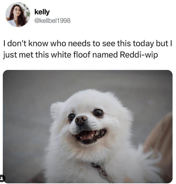 Funny Animal Pictures, Relatable Pet Content, Comic Animal Images, Funny Animal Pictures, Hilarious Pet Photos, Relatable Pet Content, Adorable Animal Antics