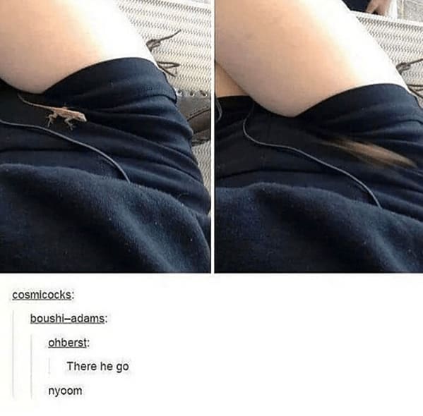 animal memes, pet memes, Funny Animal Pictures, Relatable Pet Content, Comic Animal Images, Funny Animal Pictures, Hilarious Pet Photos, Relatable Pet Content, Adorable Animal Antics