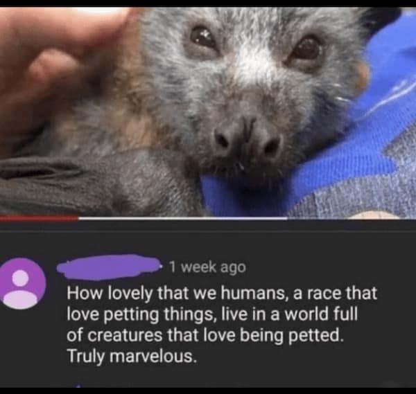 Funny Animal Pictures, Relatable Pet Content, Comic Animal Images, Funny Animal Pictures, Hilarious Pet Photos, Relatable Pet Content, Adorable Animal Antics