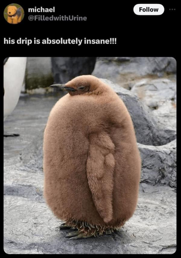 Funny Animal Pictures, Relatable Pet Content, Comic Animal Images, Funny Animal Pictures, Hilarious Pet Photos, Relatable Pet Content, Adorable Animal Antics