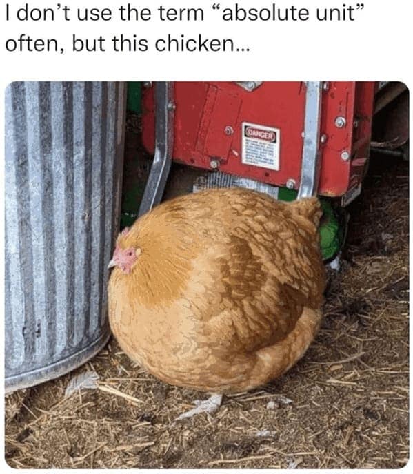 animal memes, pet memes, Funny Animal Pictures, Relatable Pet Content, Comic Animal Images, Funny Animal Pictures, Hilarious Pet Photos, Relatable Pet Content, Adorable Animal Antics