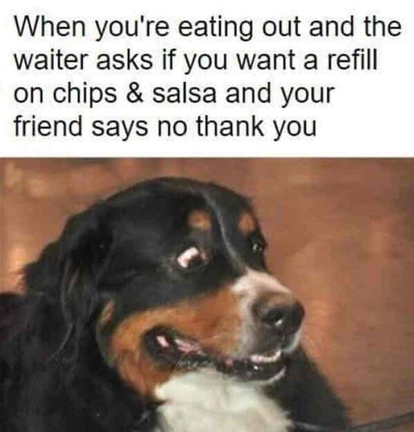 animal memes, pet memes, Funny Animal Pictures, Relatable Pet Content, Comic Animal Images, Funny Animal Pictures, Hilarious Pet Photos, Relatable Pet Content, Adorable Animal Antics