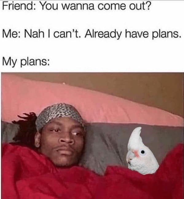 animal memes, pet memes, Funny Animal Pictures, Relatable Pet Content, Comic Animal Images, Funny Animal Pictures, Hilarious Pet Photos, Relatable Pet Content, Adorable Animal Antics