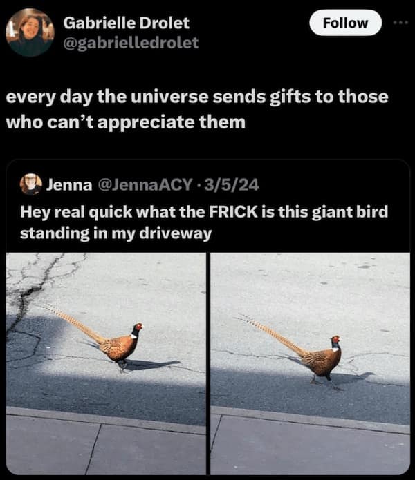 Funny Animal Pictures, Relatable Pet Content, Comic Animal Images, Funny Animal Pictures, Hilarious Pet Photos, Relatable Pet Content, Adorable Animal Antics