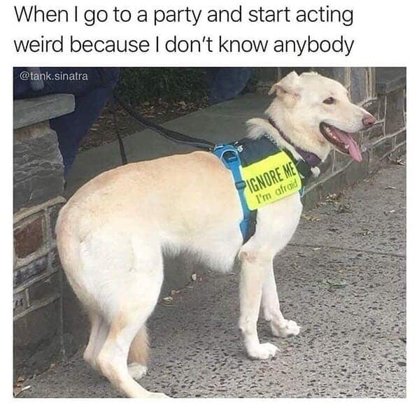 animal memes, pet memes, Funny Animal Pictures, Relatable Pet Content, Comic Animal Images, Funny Animal Pictures, Hilarious Pet Photos, Relatable Pet Content, Adorable Animal Antics