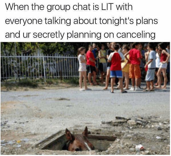 animal memes, pet memes, Funny Animal Pictures, Relatable Pet Content, Comic Animal Images, Funny Animal Pictures, Hilarious Pet Photos, Relatable Pet Content, Adorable Animal Antics