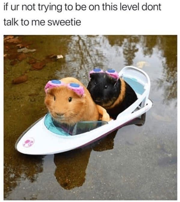 animal memes, pet memes, Funny Animal Pictures, Relatable Pet Content, Comic Animal Images, Funny Animal Pictures, Hilarious Pet Photos, Relatable Pet Content, Adorable Animal Antics