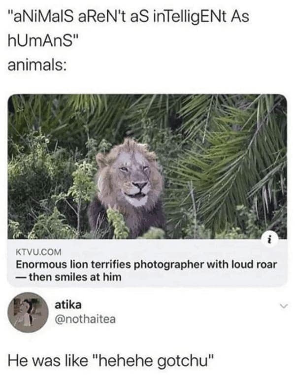 animal memes, pet memes, Funny Animal Pictures, Relatable Pet Content, Comic Animal Images, Funny Animal Pictures, Hilarious Pet Photos, Relatable Pet Content, Adorable Animal Antics