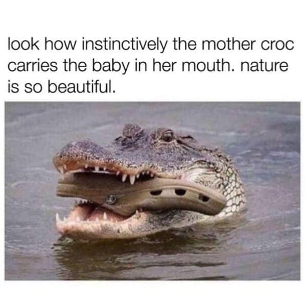 animal memes, pet memes, Funny Animal Pictures, Relatable Pet Content, Comic Animal Images, Funny Animal Pictures, Hilarious Pet Photos, Relatable Pet Content, Adorable Animal Antics