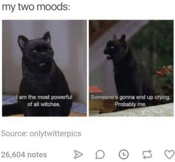 animal memes, pet memes, Funny Animal Pictures, Relatable Pet Content, Comic Animal Images, Funny Animal Pictures, Hilarious Pet Photos, Relatable Pet Content, Adorable Animal Antics