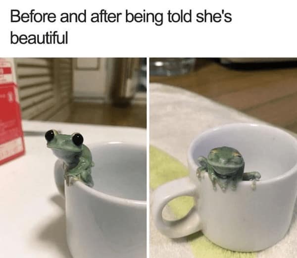 Funny Animal Pictures, Relatable Pet Content, Comic Animal Images, Funny Animal Pictures, Hilarious Pet Photos, Relatable Pet Content, Adorable Animal Antics