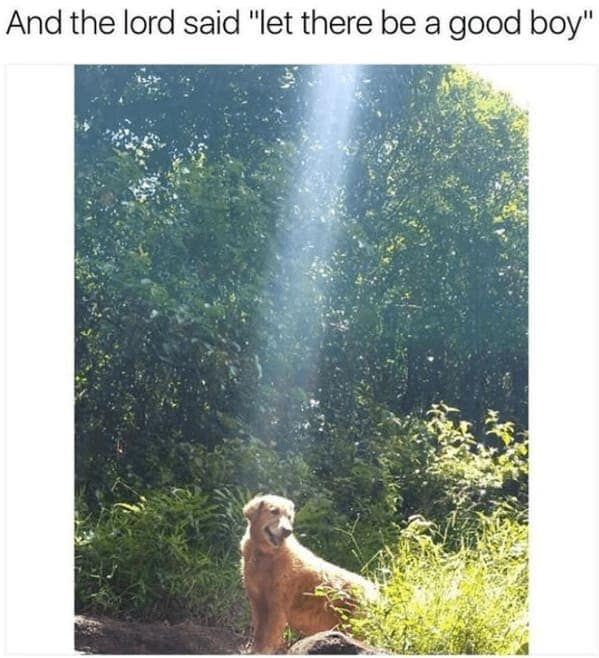 animal memes, pet memes, Funny Animal Pictures, Relatable Pet Content, Comic Animal Images, Funny Animal Pictures, Hilarious Pet Photos, Relatable Pet Content, Adorable Animal Antics