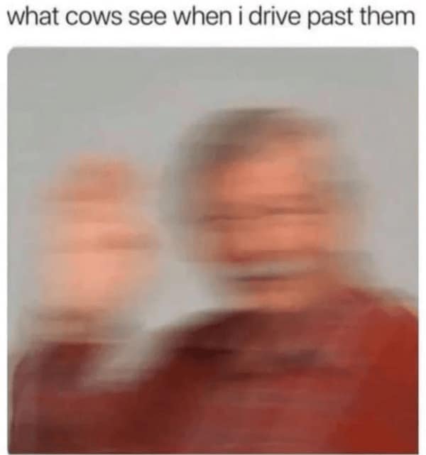 Funny Animal Pictures, Relatable Pet Content, Comic Animal Images, Funny Animal Pictures, Hilarious Pet Photos, Relatable Pet Content, Adorable Animal Antics