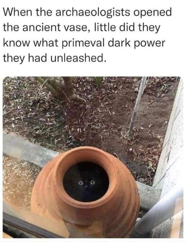 animal memes, pet memes, Funny Animal Pictures, Relatable Pet Content, Comic Animal Images, Funny Animal Pictures, Hilarious Pet Photos, Relatable Pet Content, Adorable Animal Antics