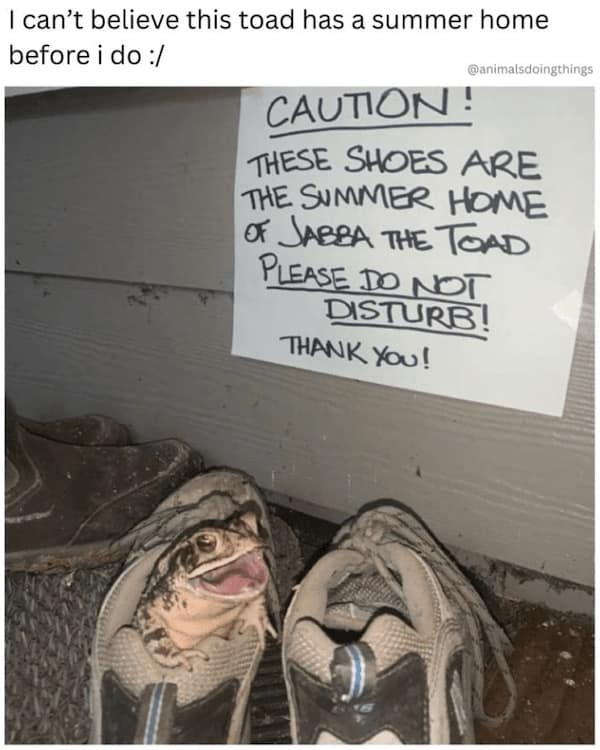 Funny Animal Pictures, Relatable Pet Content, Comic Animal Images, Funny Animal Pictures, Hilarious Pet Photos, Relatable Pet Content, Adorable Animal Antics