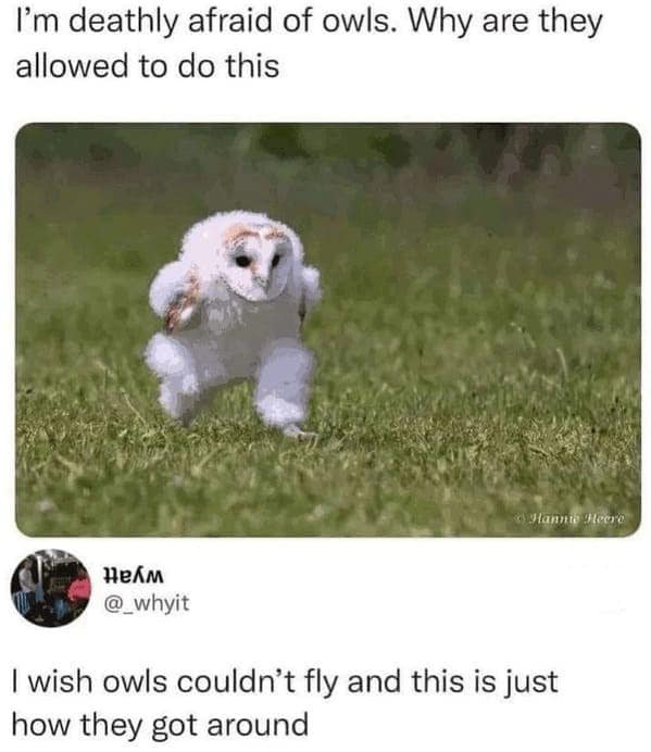 animal memes, pet memes, Funny Animal Pictures, Relatable Pet Content, Comic Animal Images, Funny Animal Pictures, Hilarious Pet Photos, Relatable Pet Content, Adorable Animal Antics