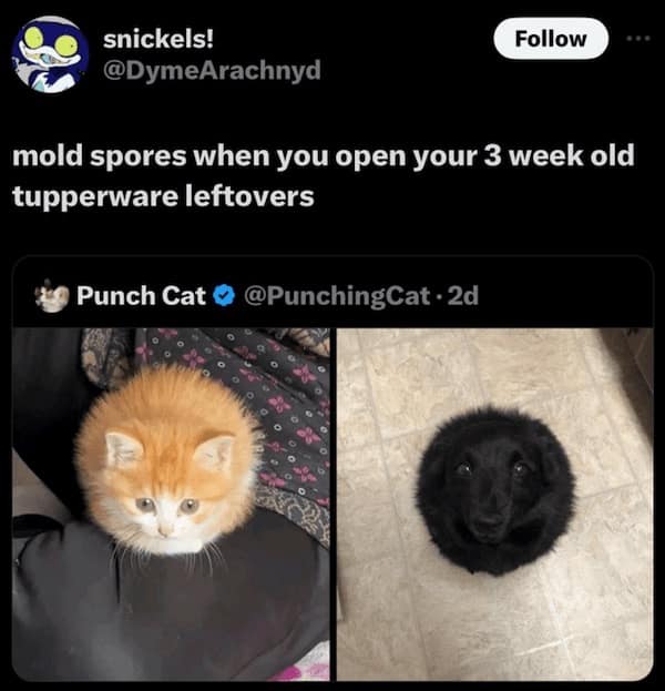 Funny Animal Pictures, Relatable Pet Content, Comic Animal Images, Funny Animal Pictures, Hilarious Pet Photos, Relatable Pet Content, Adorable Animal Antics