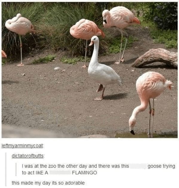 animal memes, pet memes, Funny Animal Pictures, Relatable Pet Content, Comic Animal Images, Funny Animal Pictures, Hilarious Pet Photos, Relatable Pet Content, Adorable Animal Antics