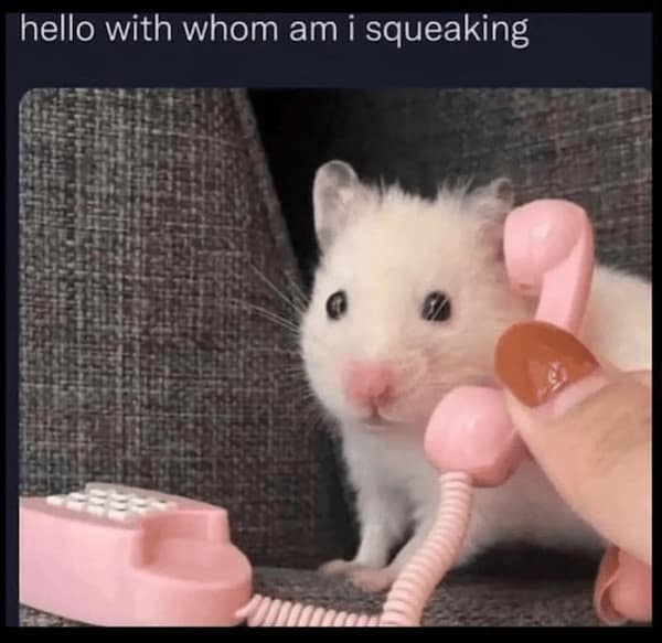 Funny Animal Pictures, Relatable Pet Content, Comic Animal Images, Funny Animal Pictures, Hilarious Pet Photos, Relatable Pet Content, Adorable Animal Antics