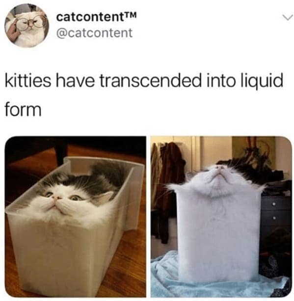 animal memes, pet memes, Funny Animal Pictures, Relatable Pet Content, Comic Animal Images, Funny Animal Pictures, Hilarious Pet Photos, Relatable Pet Content, Adorable Animal Antics