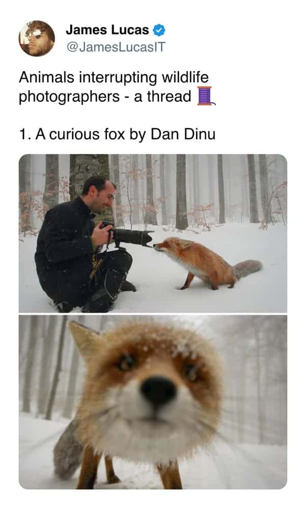 Animals interrupting wildlife photographers - a thread 1. A curious fox by Dan Dinu