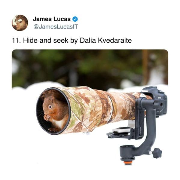 11. Hide and seek by Dalia Kvedaraite