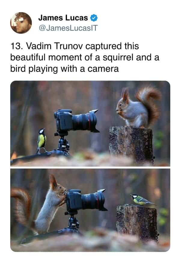 13. Vadim Trunov captured this beautiful moment of a squirrel and a bird playing with a camera