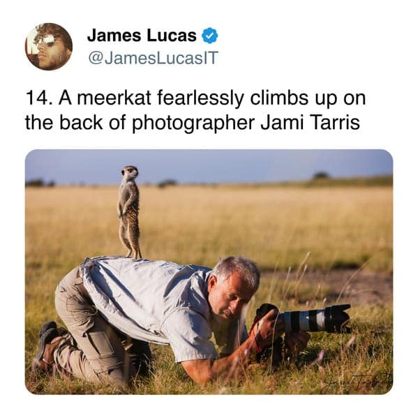 14. A meerkat fearlessly climbs up on the back of photographer Jami Tarris