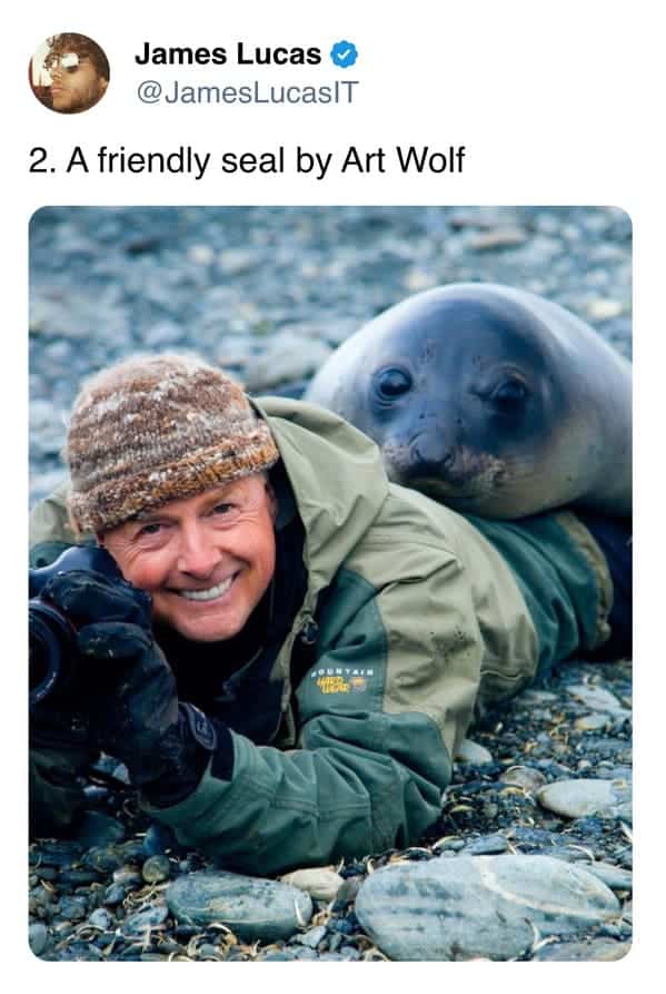2. A friendly seal by Art Wolf