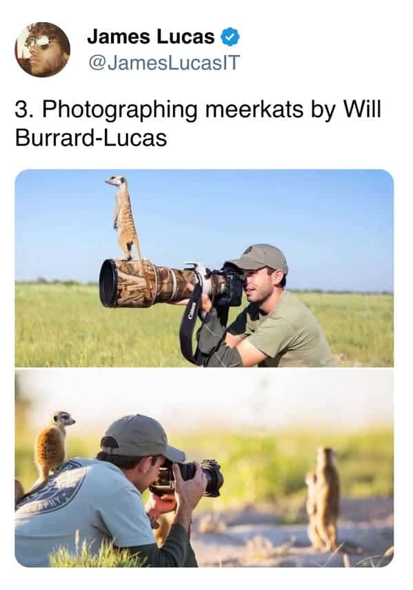 3. Photographing meerkats by Will Burrard-Lucas