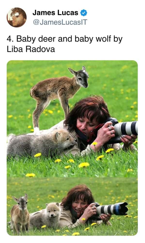 4. Baby deer and baby wolf by Liba Radova