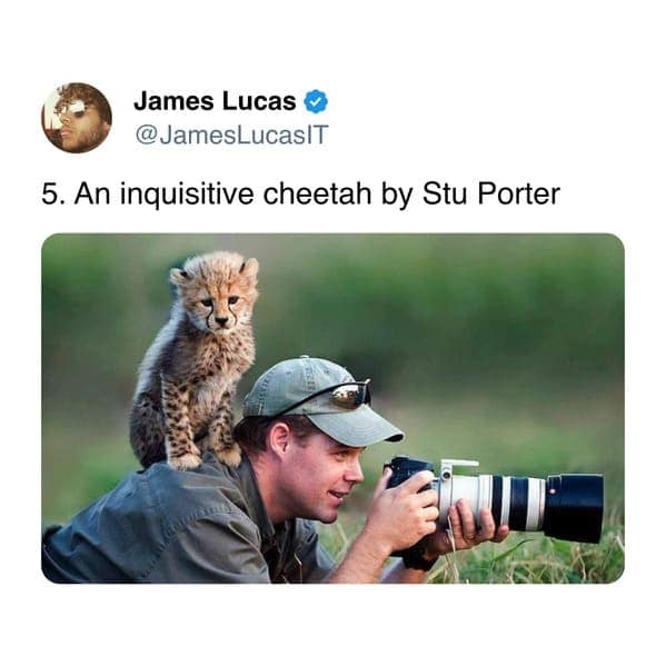 5. An inquisitive cheetah by Stu Porter