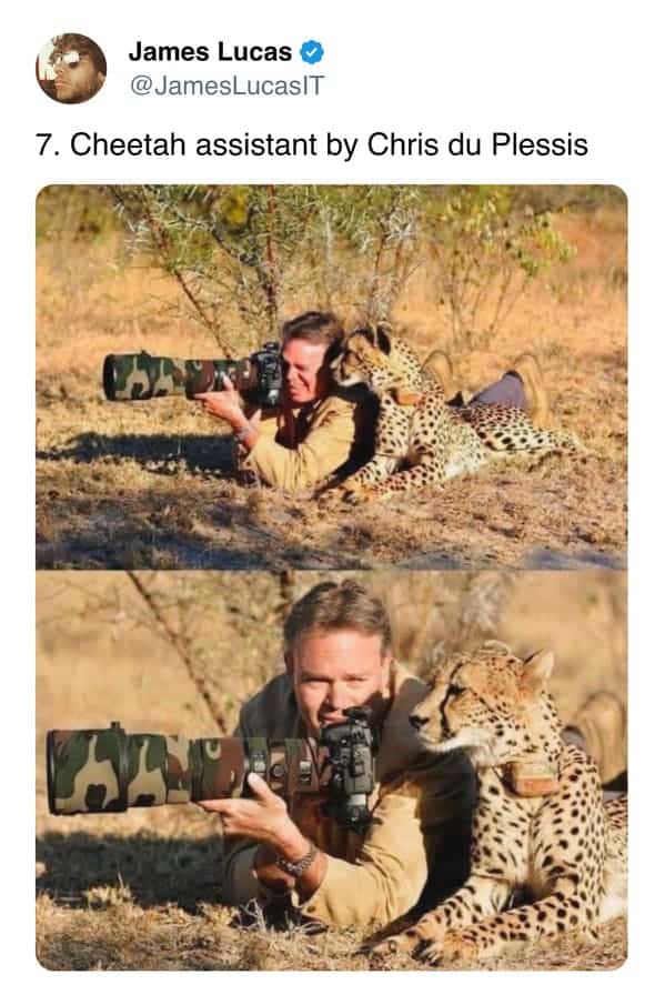 7. Cheetah assistant by Chris du Plessis