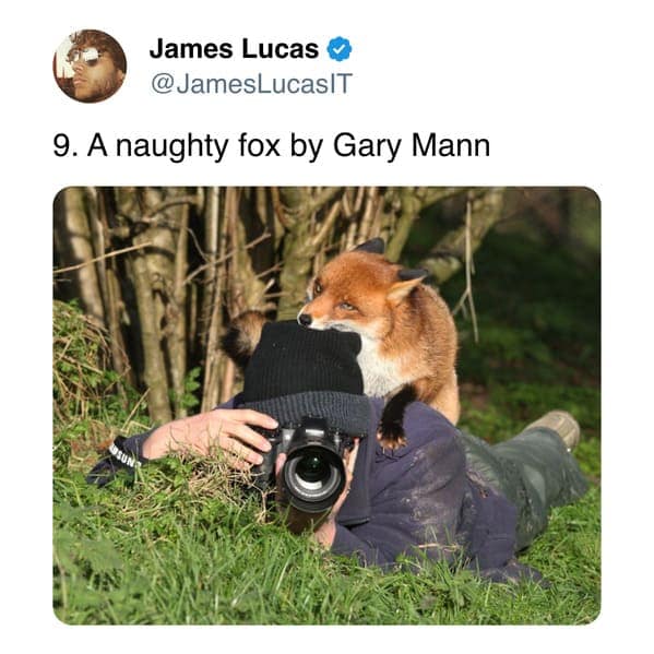 9. A naughty fox by Gary Mann