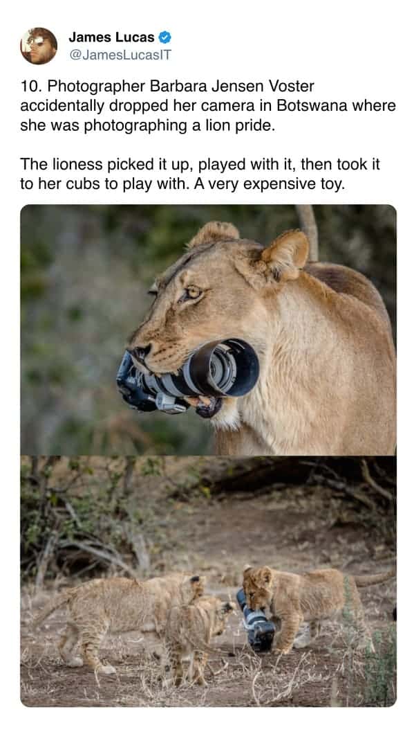 10. Photographer Barbara Jensen Voster accidentally dropped her camera in Botswana where she was photographing a lion pride. The lioness picked it up, played with it, then took it to her cubs to play with. A very expensive toy.