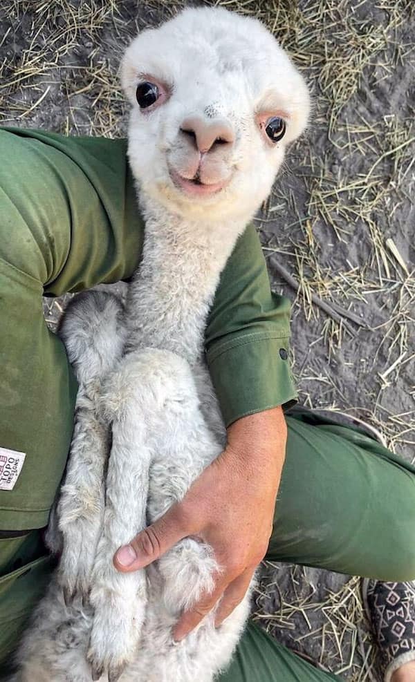 baby animals, baby animal photos, Cute Animal Photos, Adorable Baby Creatures, Animal Pictures to Melt Your Heart, Fuzzy Friends, Furry Cuteness Overload, Heartwarming Animal Encounters