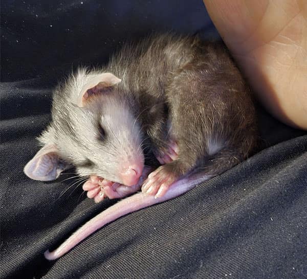 baby animals, baby animal photos, Cute Animal Photos, Adorable Baby Creatures, Animal Pictures to Melt Your Heart, Fuzzy Friends, Furry Cuteness Overload, Heartwarming Animal Encounters