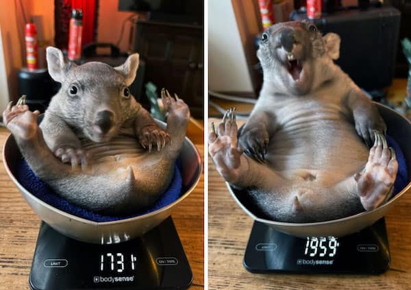 baby animals, baby animal photos, Cute Animal Photos, Adorable Baby Creatures, Animal Pictures to Melt Your Heart, Fuzzy Friends, Furry Cuteness Overload, Heartwarming Animal Encounters