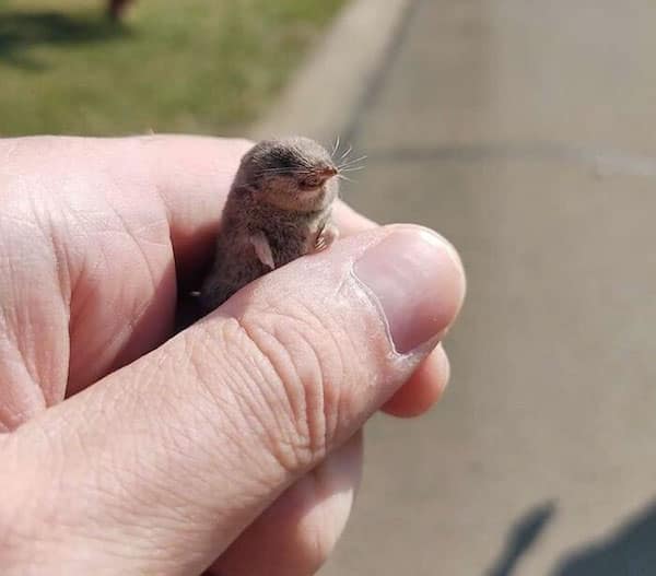 baby animals, baby animal photos, Cute Animal Photos, Adorable Baby Creatures, Animal Pictures to Melt Your Heart, Fuzzy Friends, Furry Cuteness Overload, Heartwarming Animal Encounters