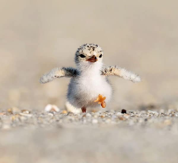 baby animals, baby animal photos, Cute Animal Photos, Adorable Baby Creatures, Animal Pictures to Melt Your Heart, Fuzzy Friends, Furry Cuteness Overload, Heartwarming Animal Encounters