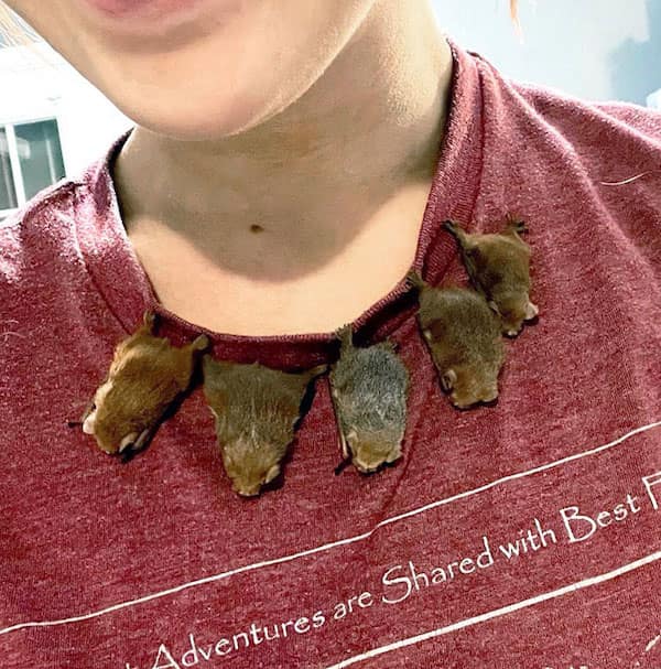 baby animals, baby animal photos, Cute Animal Photos, Adorable Baby Creatures, Animal Pictures to Melt Your Heart, Fuzzy Friends, Furry Cuteness Overload, Heartwarming Animal Encounters